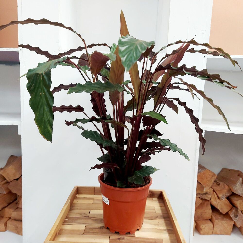 Calathea