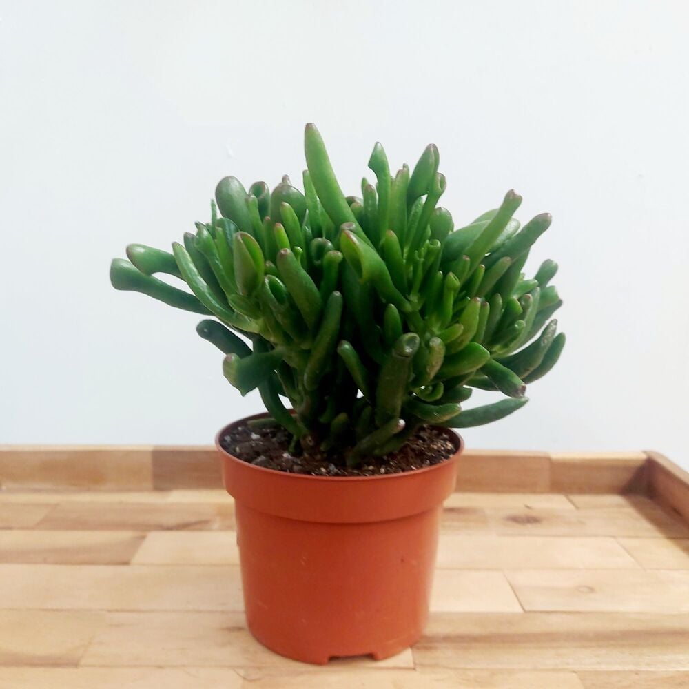 Crassula Ovata 'Gollum'