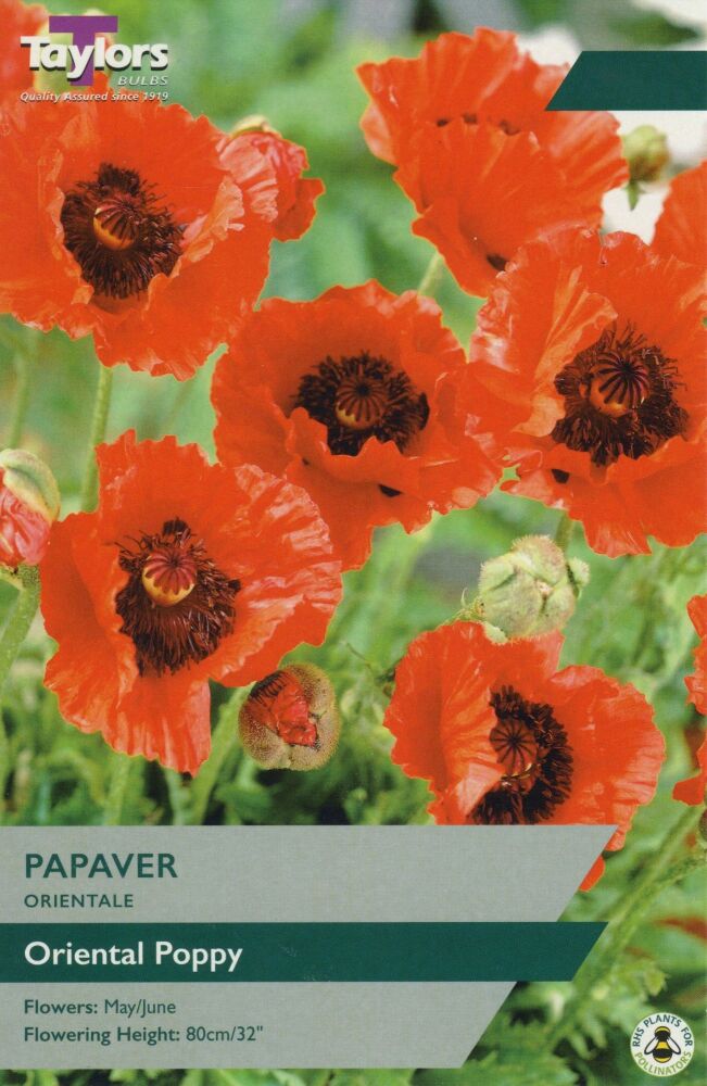 Papaver Orientale - 3 Bulbs