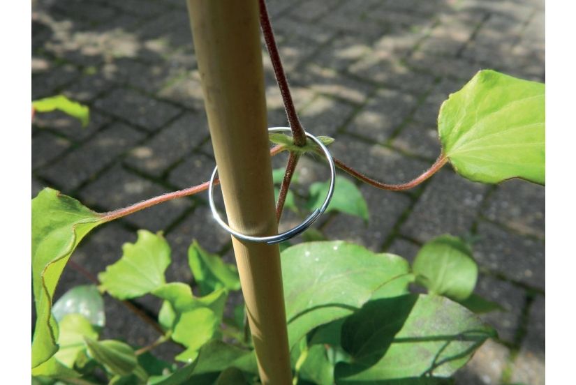 Galvanised Plant Rings - set of 25