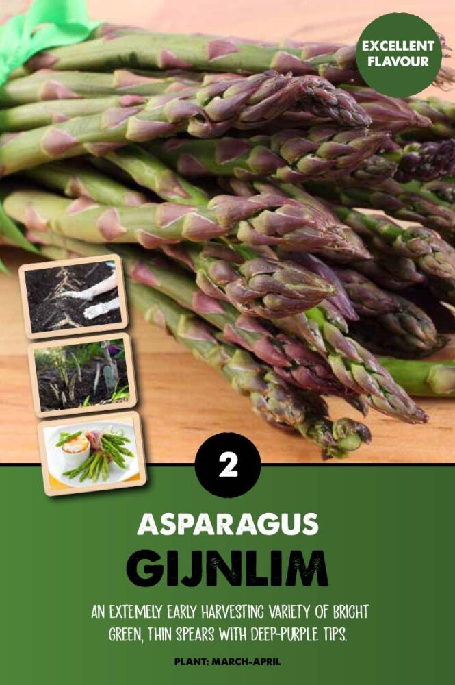 Asparagus Gijnlim F1