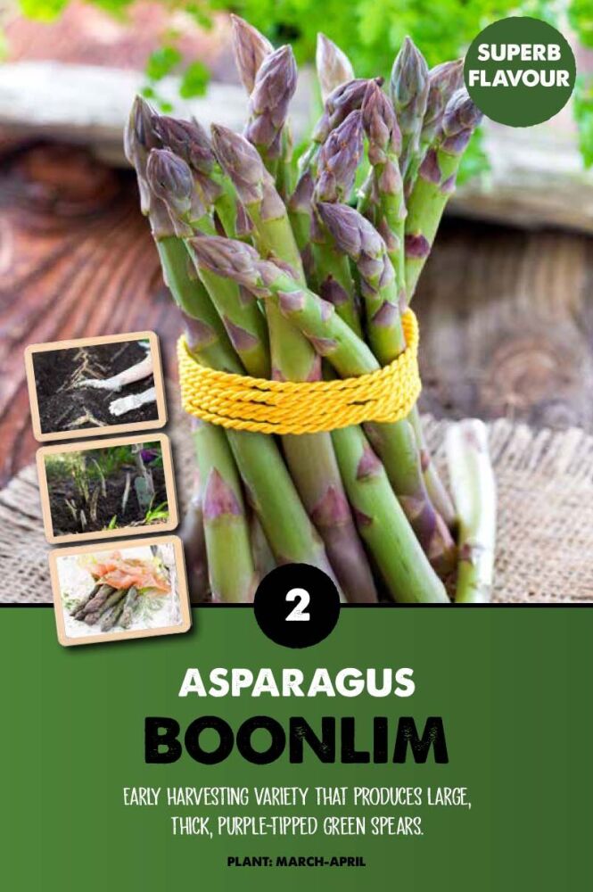 Asparagus Boonlim - 2 Bulb