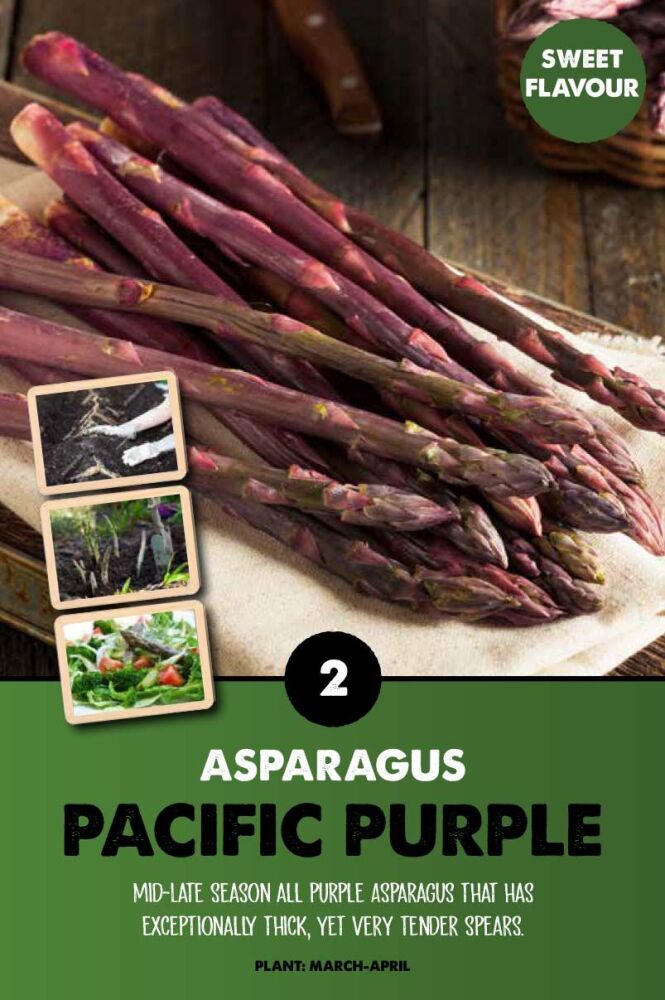 Asparagus Pacific Purple