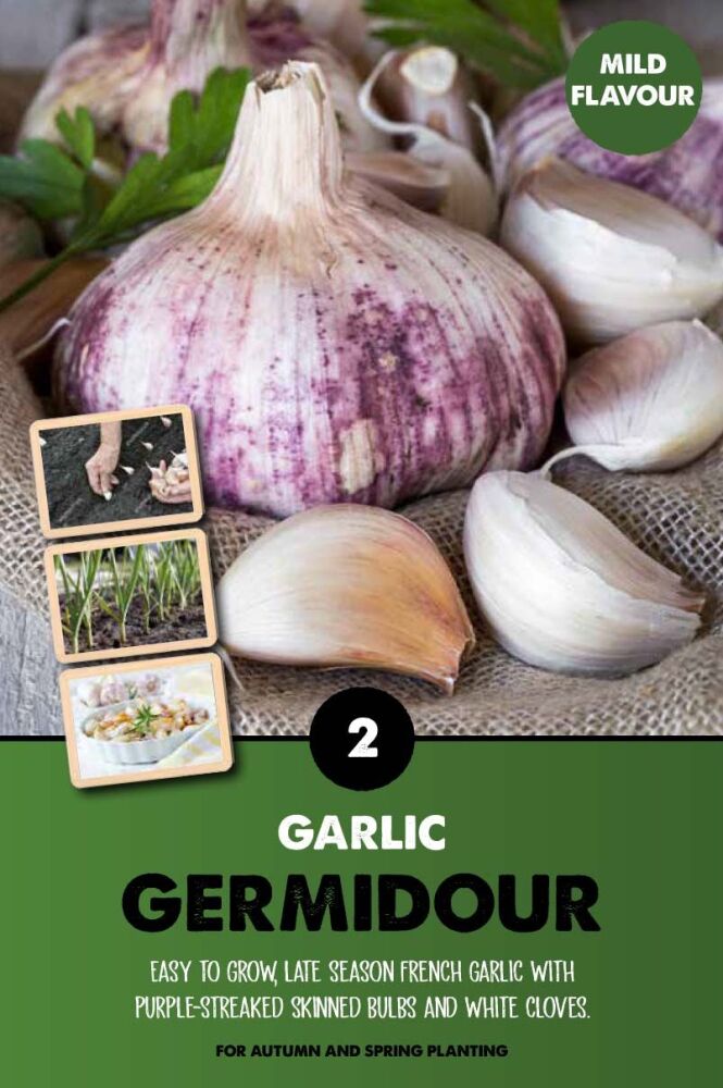 Garlic Germidour - 2 Bulbs