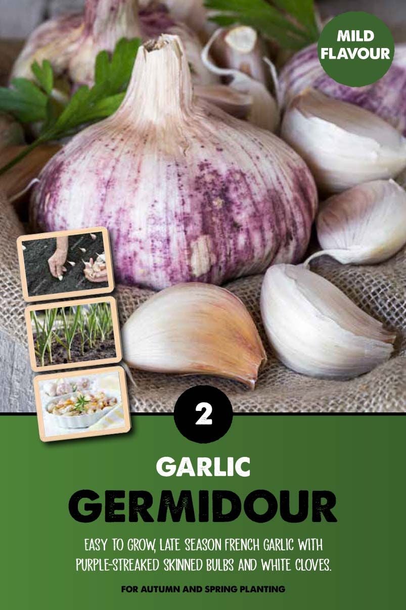 Garlic Germidour - 2 Bulbs