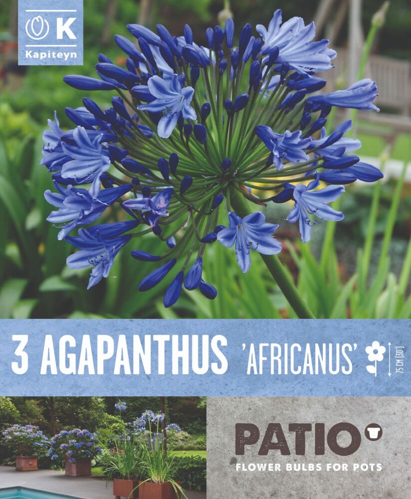 Agapanthus Africanus - 3 Bulbs