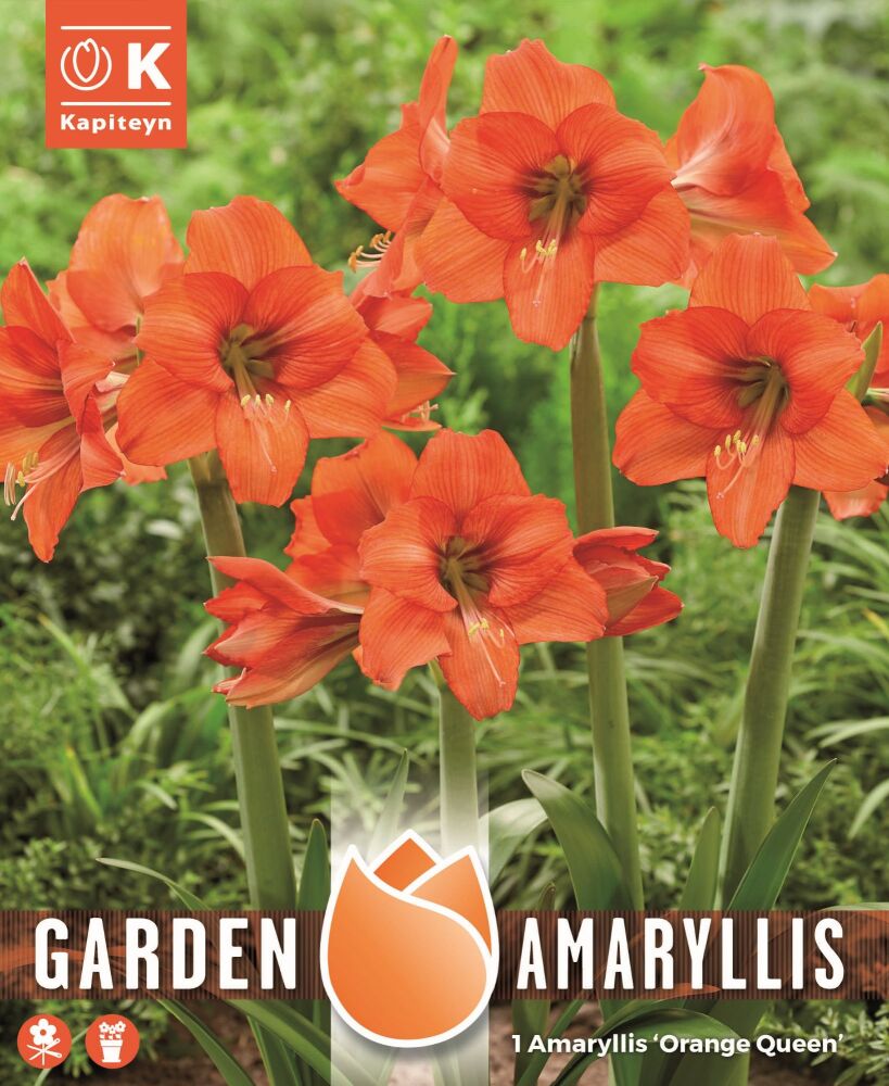 Amaryllis Orange Queen - 1 Bulb