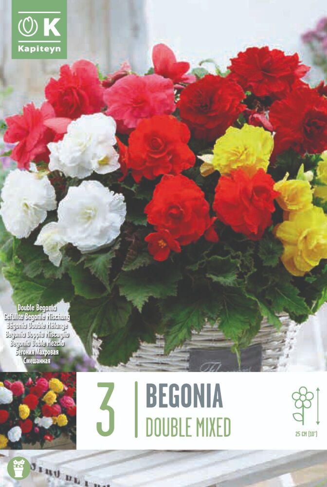 Begonia Double Mixed Colours - 3 Bulbs