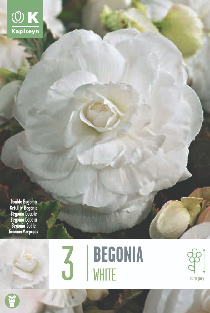 Begonia Double White - 3 Bulbs