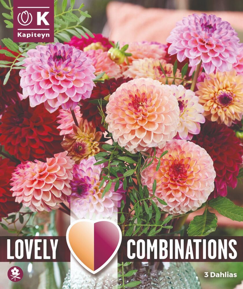 Combi Dahlia Jolly Balls - 3 Bulbs