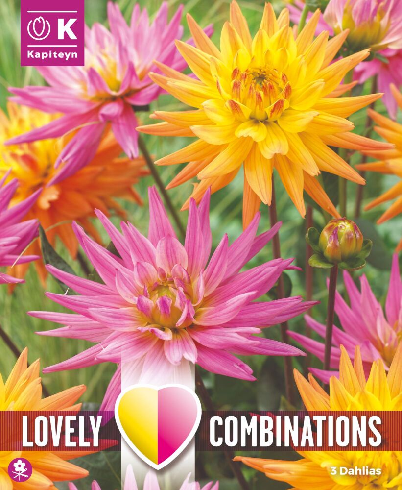 Combi Dahlia Karma  Pink & Orandge  - 3 Bulbs