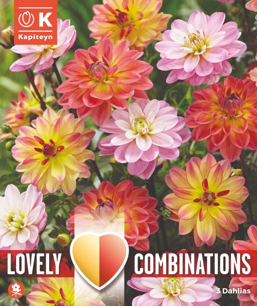 Combi Dahlia Pacific Blend - 3 Bulbs