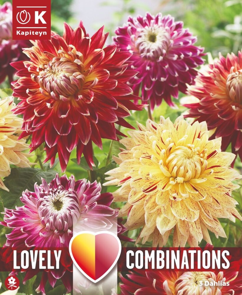 Combi Dahlia Red & Yellow Bicolor - 3 Bulbs