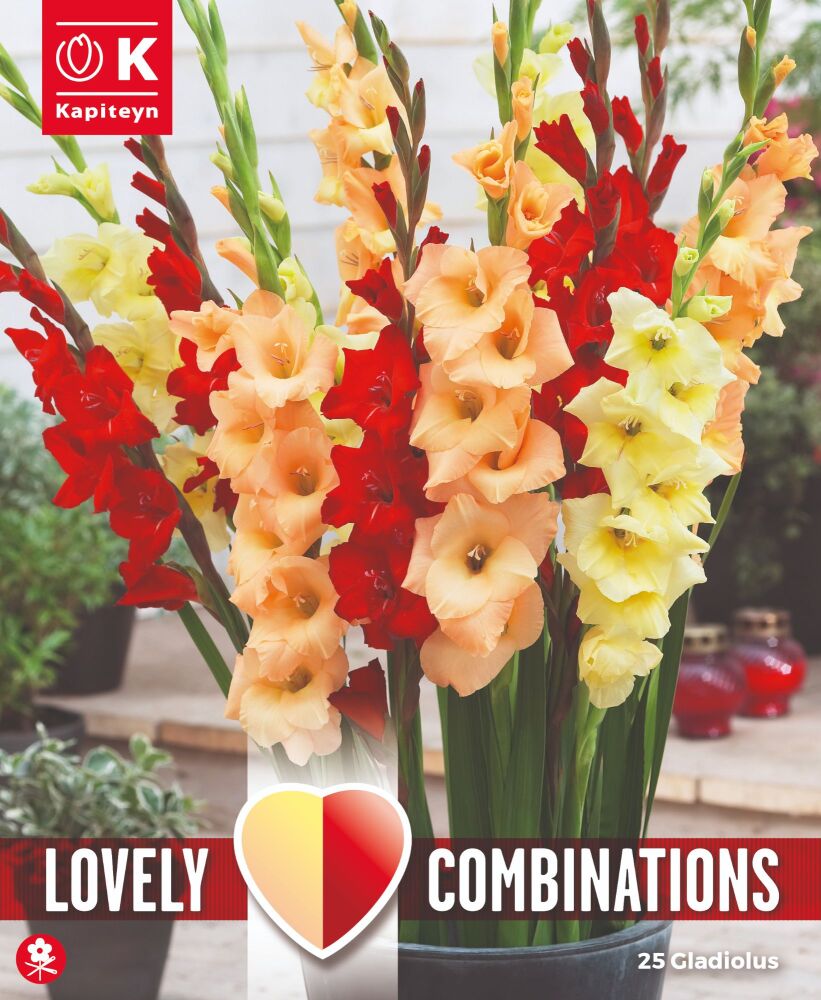 Combi Gladiolus Red, Yellow & Orange - 25 Bulbs