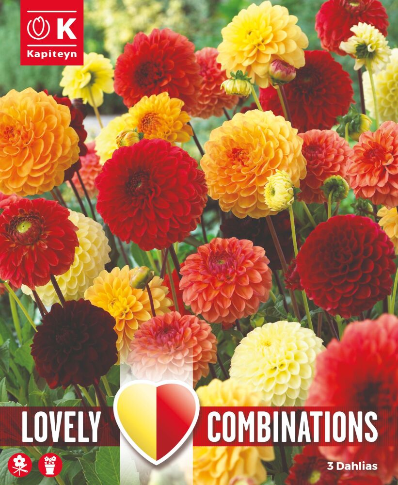 Combi Dahlia Red,Orange & Yellow - 3 Bulbs