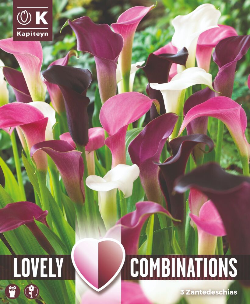 Combi Zantedeschia Pink, White & Almost Black - 3 Bulbs