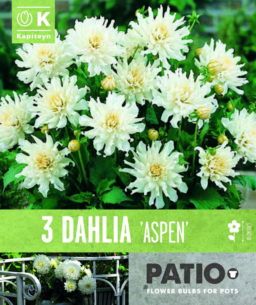 Dahlia Aspen - 3 Bulbs