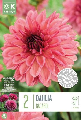 Dahlia Dec Bacardi - 2 Bulbs