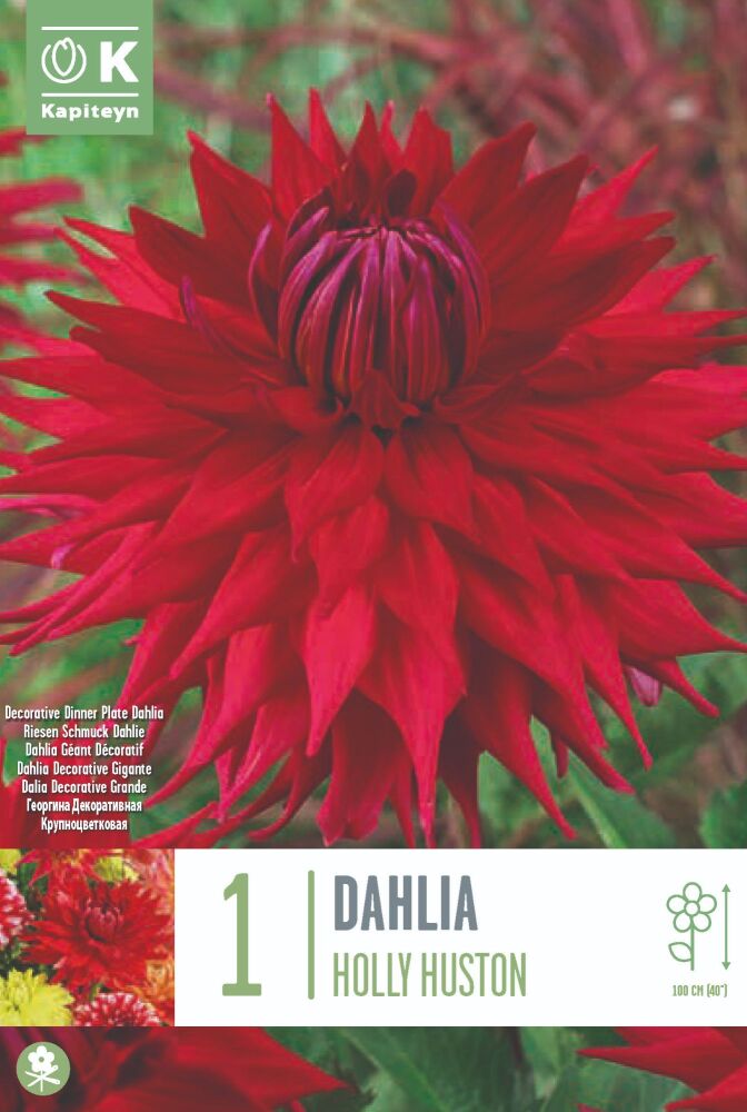 Dahlia Holly Huston - 1 Bulb