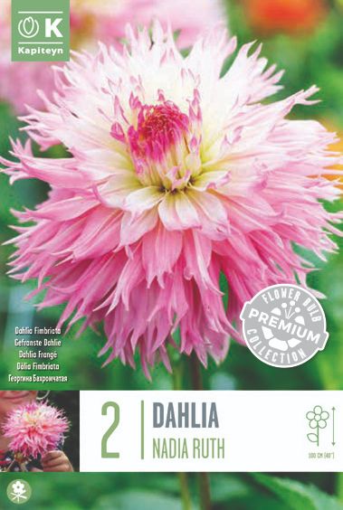 Dahlia Nadia Ruth - 2 Bulbs