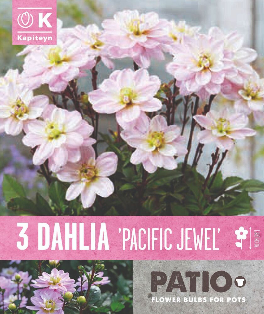 Dahlia Pacific Jewel - 3 Bulbs