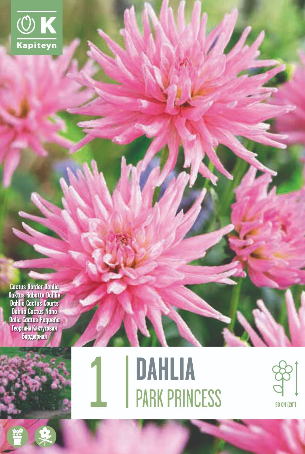 Dahlia Park Princess - 1 Bulb