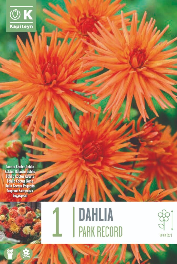 Dahlia Park Record - 1 Bulb