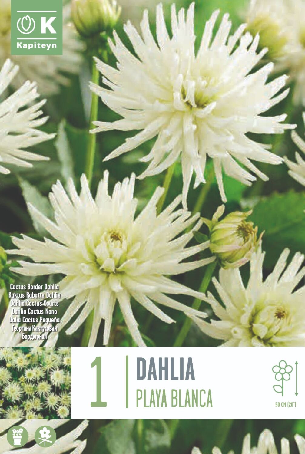 Dahlia Playa Blanca - 1 Bulb