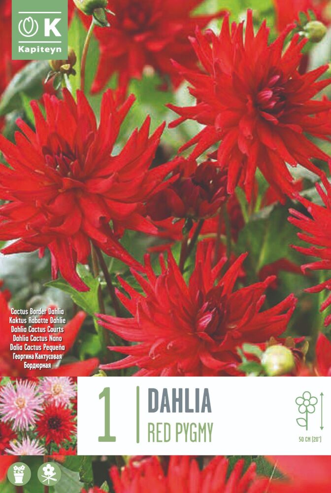 Dahlia Red Pigmy - 1 Bulb