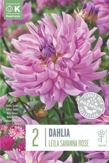 Dahlia Savannah Rose - 2 Bulbs