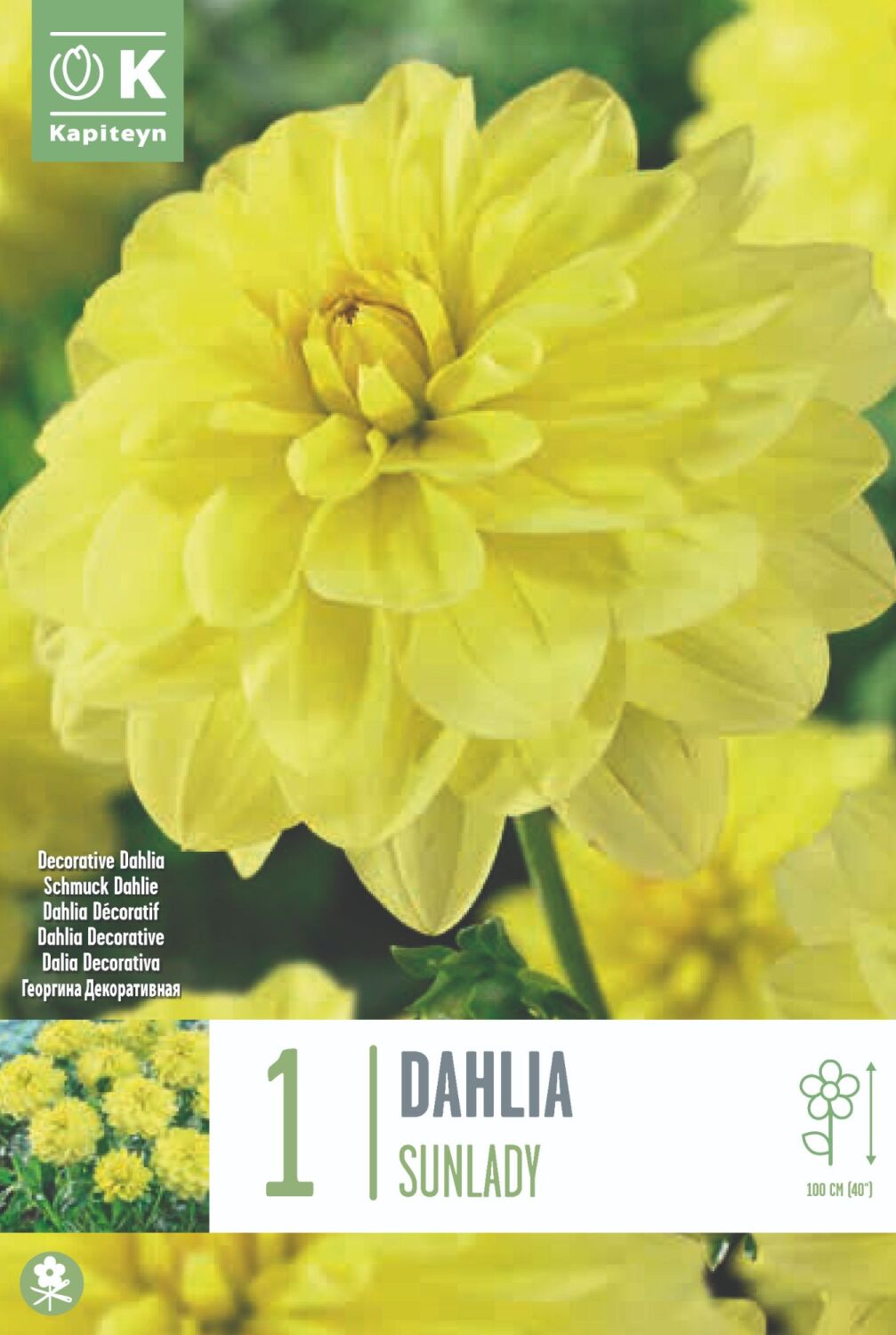 Dahlia Sunlady - 1 Bulbs