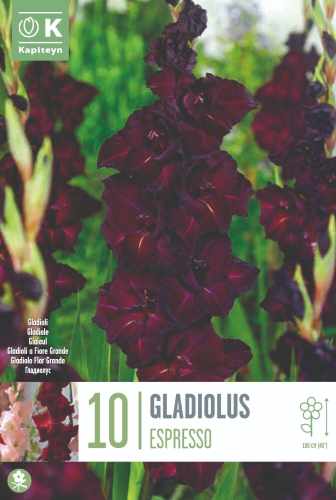 Gladiolus Espresso - 1 Bulb