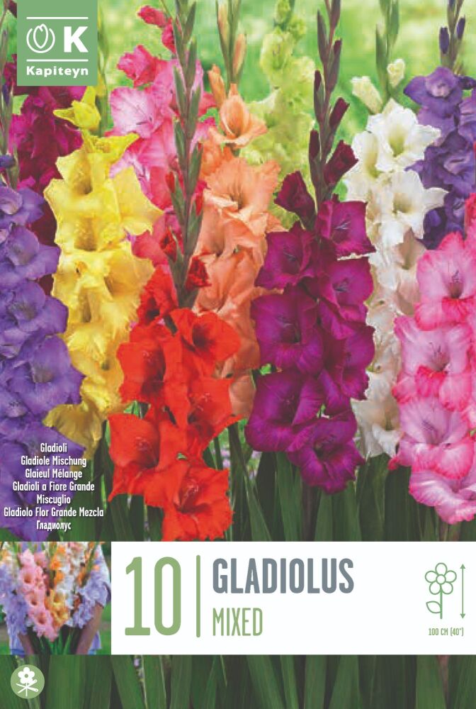 Gladiolus Mixed Colour - 10 Bulbs