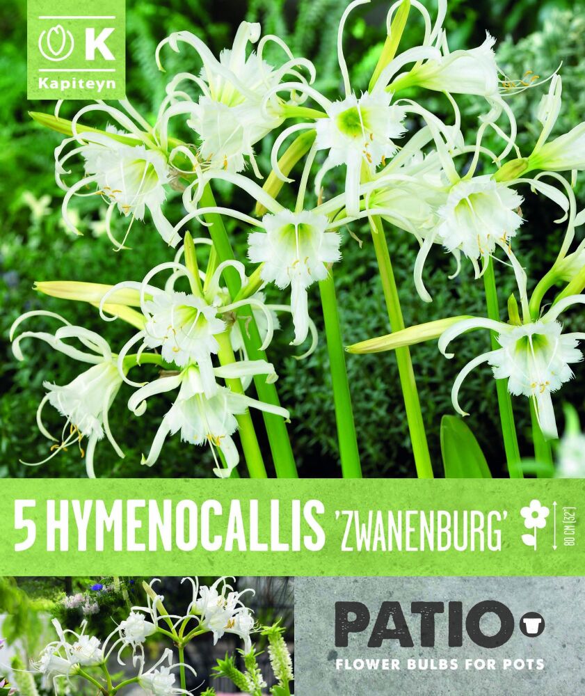 Hymenocallis Festalis Zwanenburg - 5 Bulbs