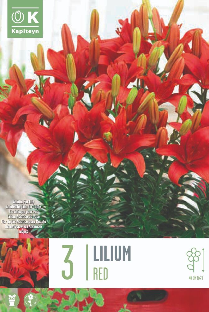 Lilium Pixie Red - 3 Bulbs