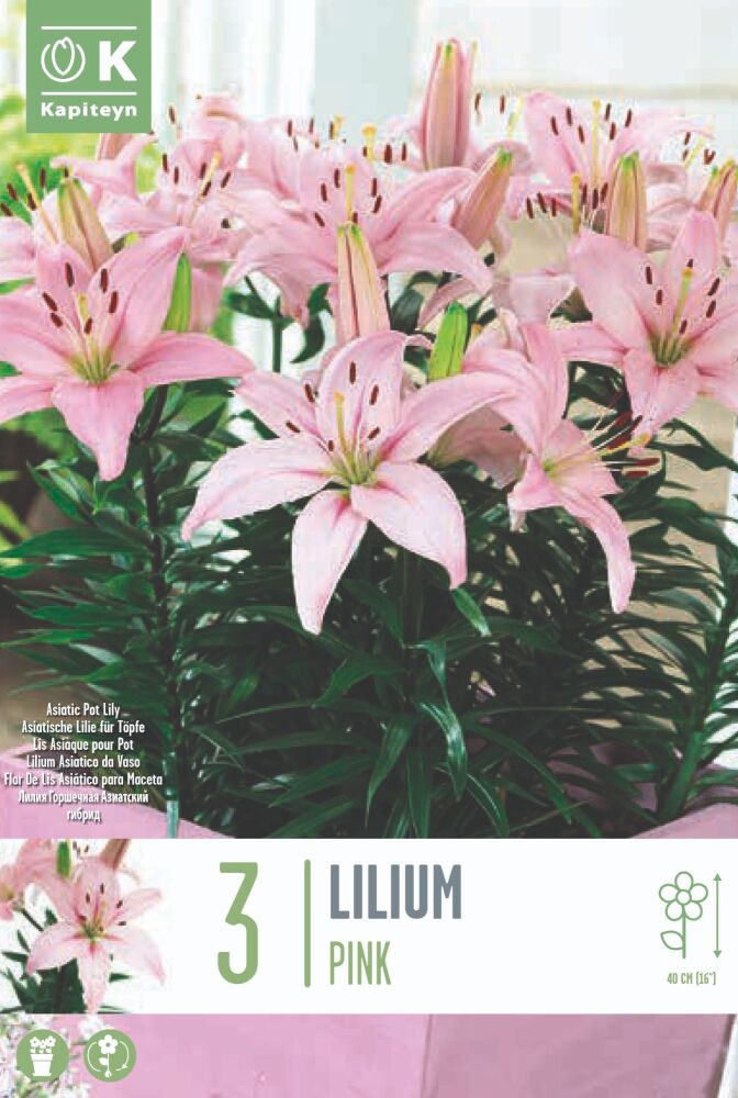 Lilium Pixie Pink - 3 Bulbs