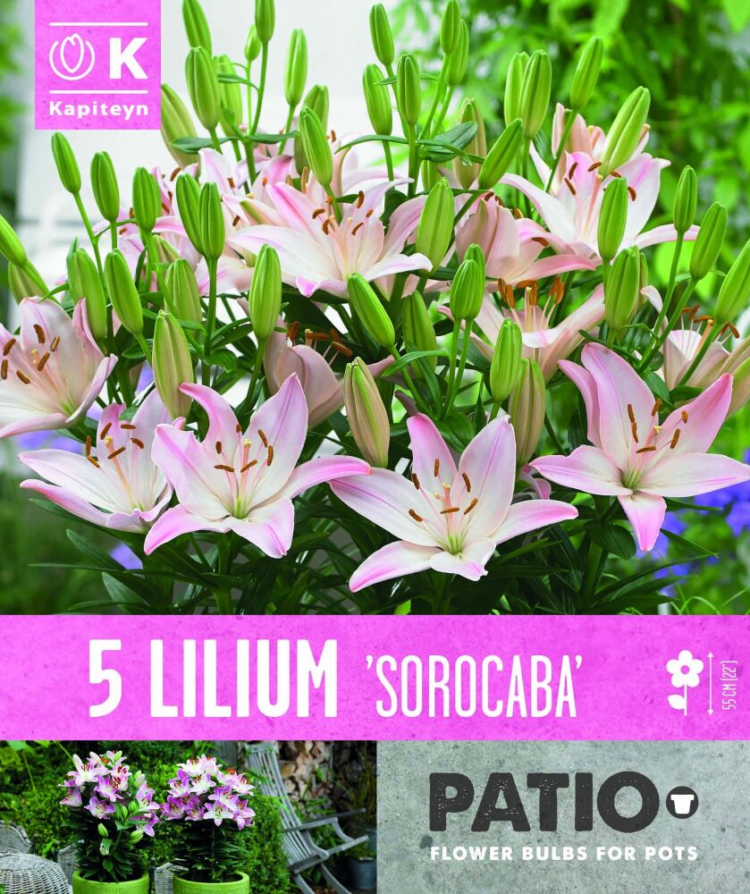 Lilium Sorocaba - 5 Bulbs