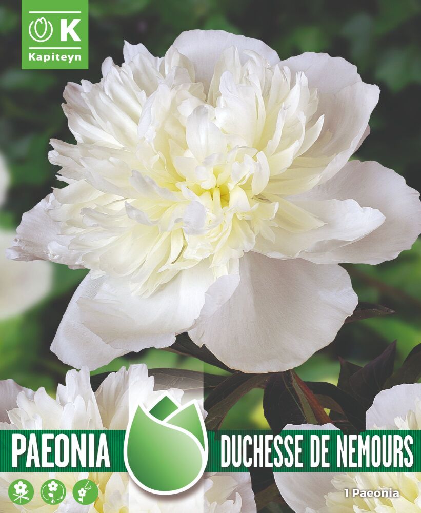 Paeonia Duchesse de Nemours - 1 Bulb