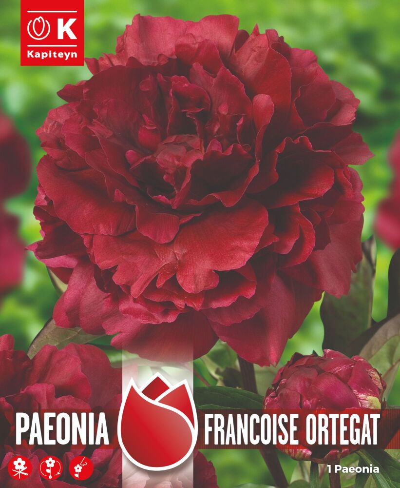 Paeonia Fancoise Ortegat - 1 Bulb