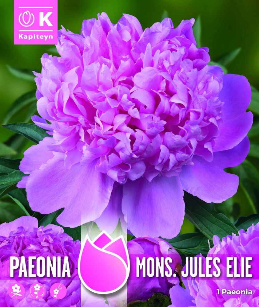 Paeonia Mons. Jules Elie - 1 Bulb