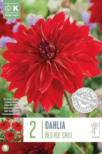 Prem Dahlia Red Hot Chilli - 2 Bulbs