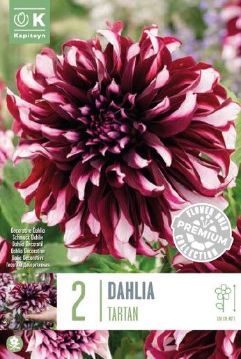 Prem Dahlia Tartan - 2 Bulbs