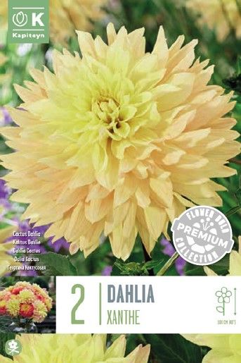 Prem Dahlia Xanthe - 2 Bulbs