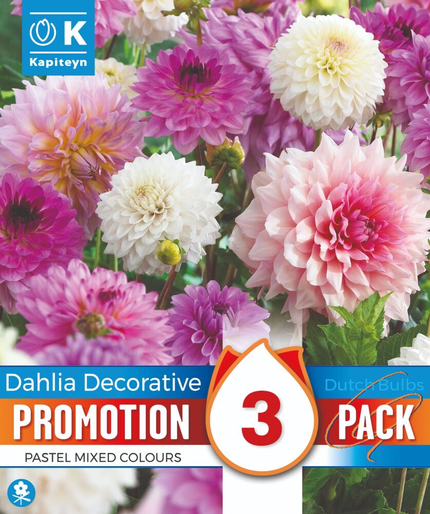 Promo Dahlia Decorative Pastel Mixed Colours - 3 Bulbs