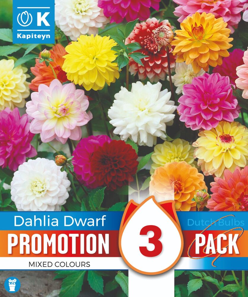 Promo Dahlia Dwarf Border Mixed Colours - 3 Bulbs