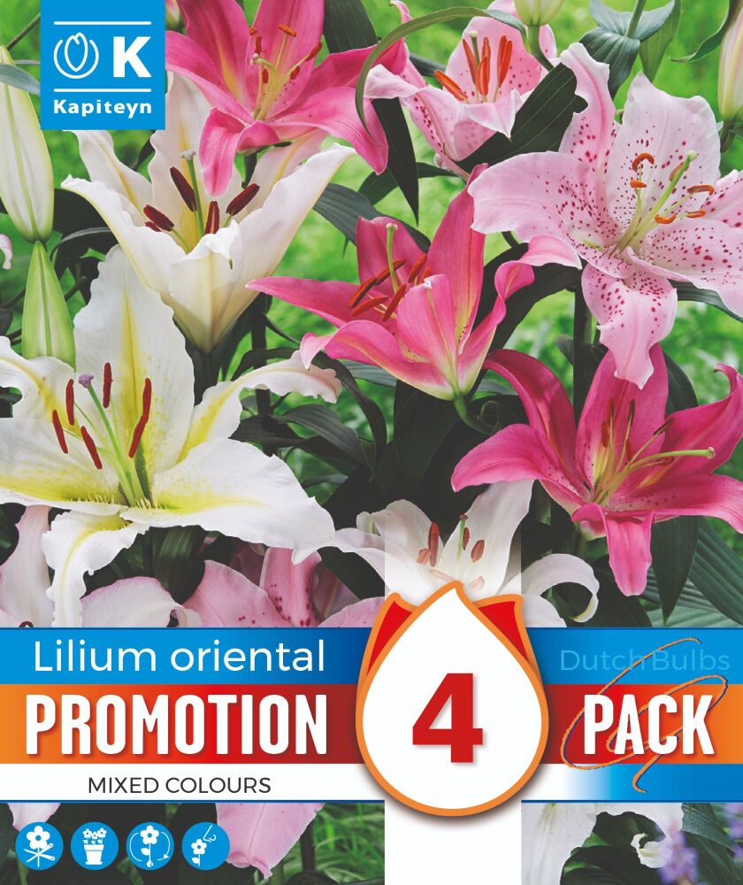 Promo Lilium Oriental Mixed Colours - 4 Bulbs