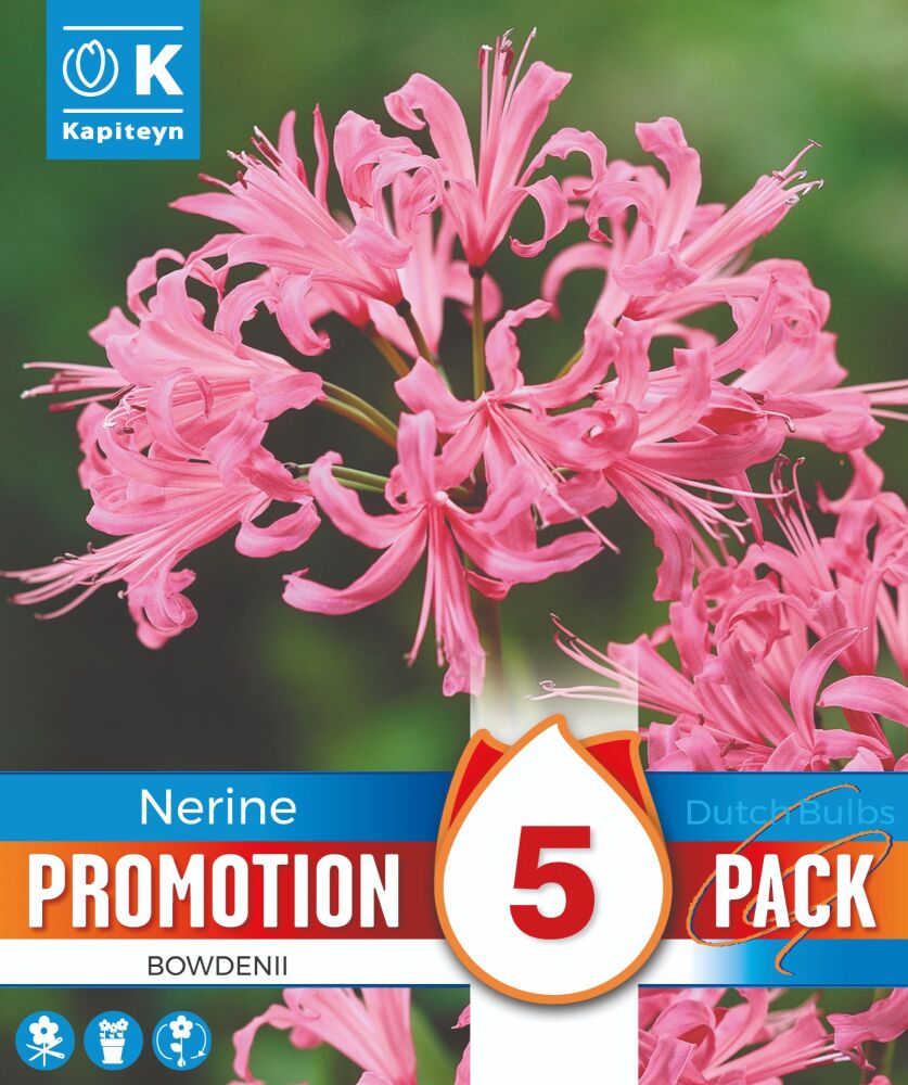 Promo Nerine Bowdenii - 5 Bulbs