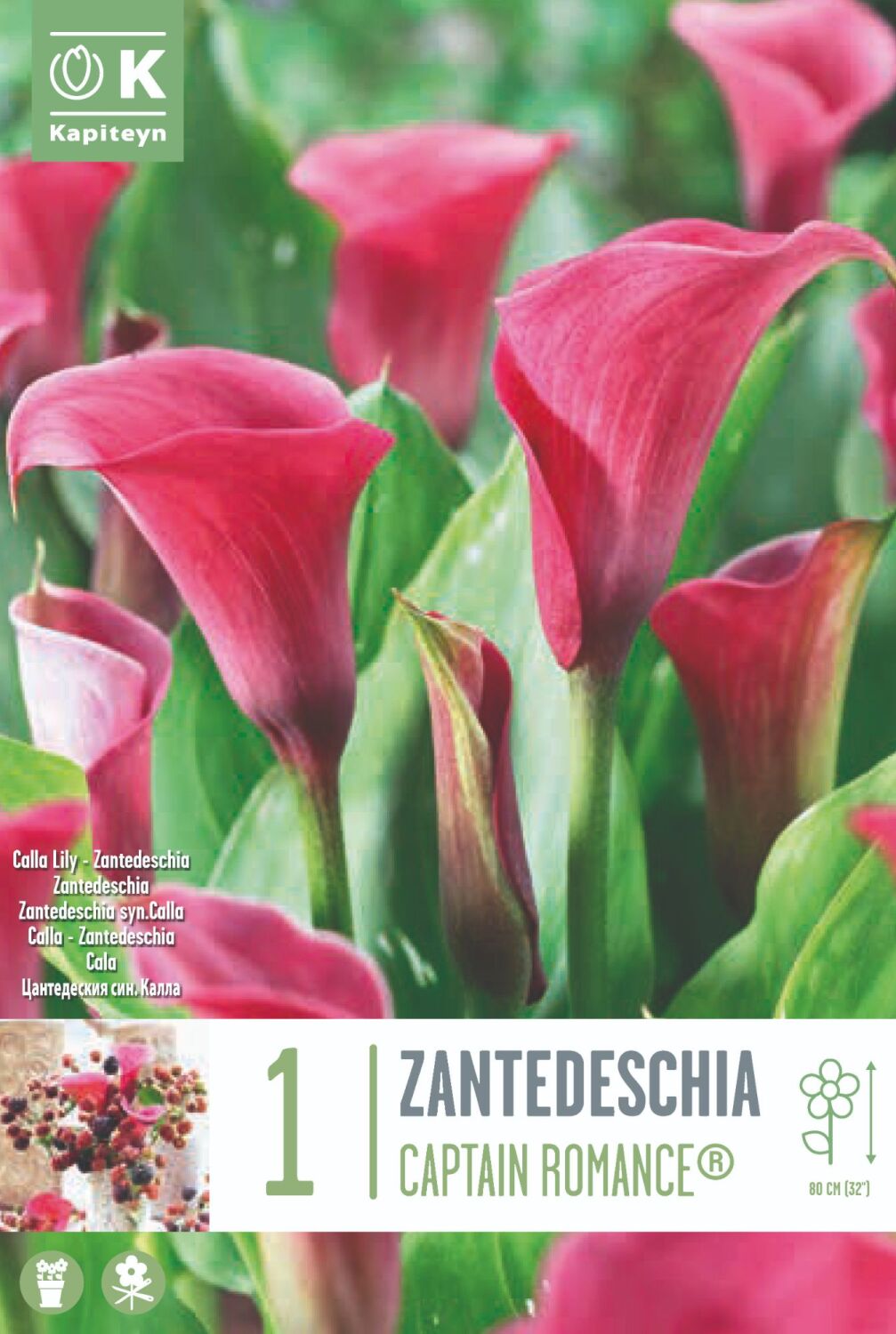 Zantedeschia Captain Romance - 1 Bulb