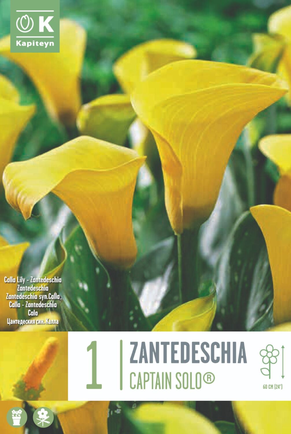 Zantedeschia Captain Solo - 1 Bulb