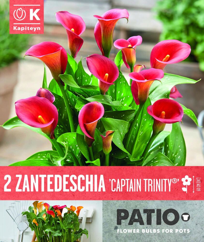 Zantedeschia Captain Trinity -2 Bulbs